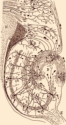 Neuronas