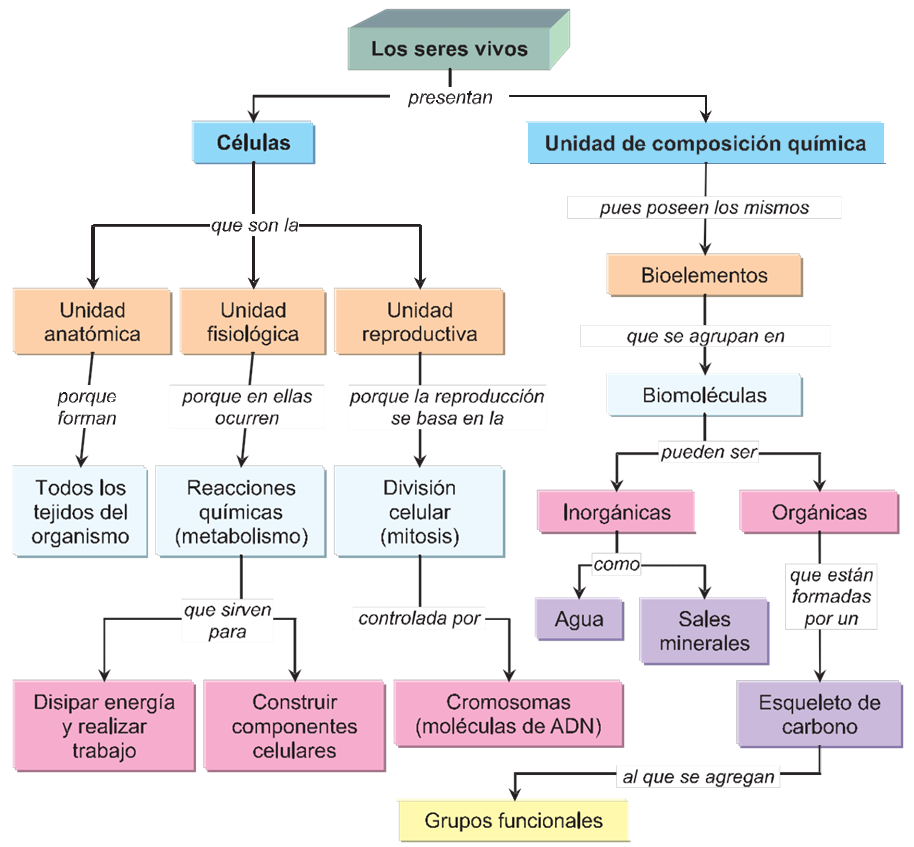 Mapa conceptual