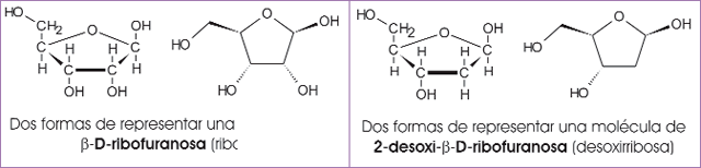 Ribosa y desoxirribosa