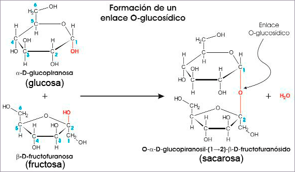 Formación del enlace O-glucosídico