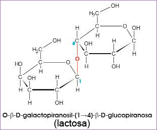 Lactosa