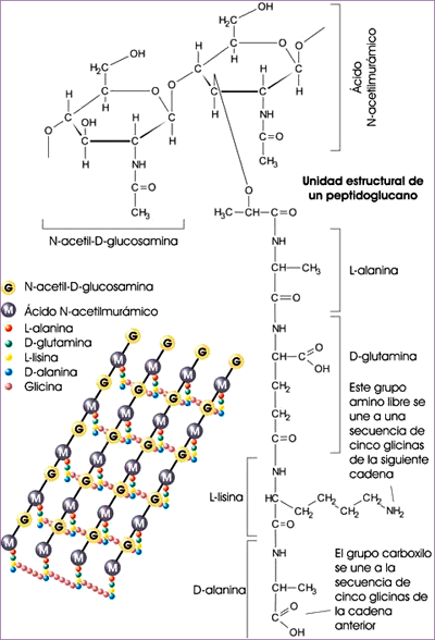 Estructura del peptidoglucano