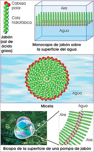 Pompas de jabón, micelas y liposomas