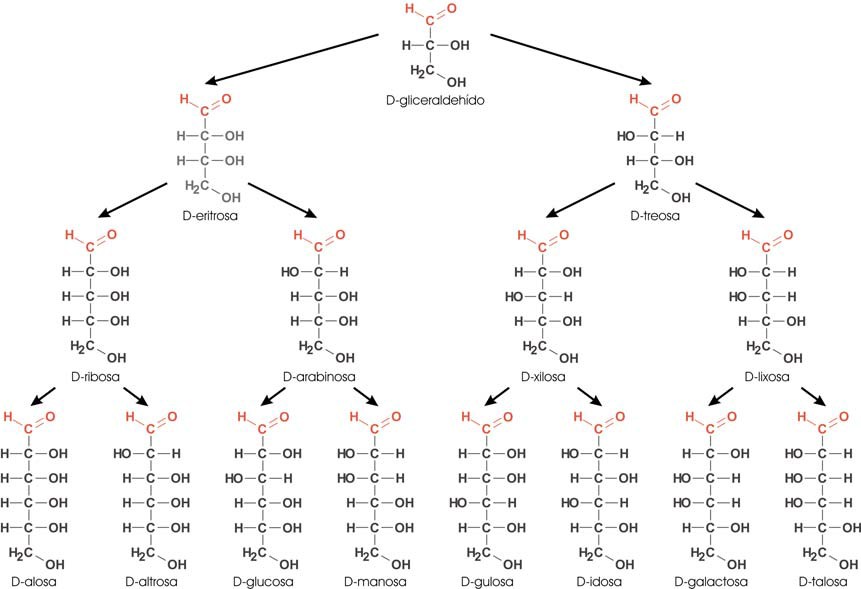 Serie de las D-aldosas