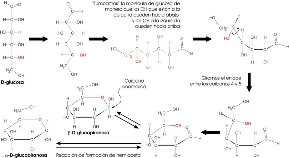 Ciclación de la D-glucosa