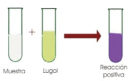 Reacción de lugol