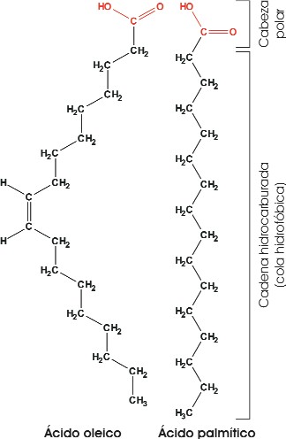 Estructura de ácidos grasos