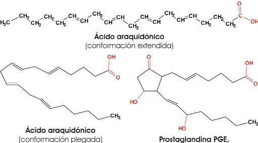 Ácido araquidónico