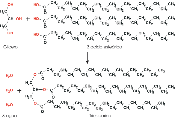 Reacción de formación de la triestearina
