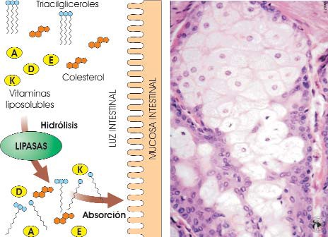 Digestión de los lípidos