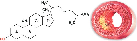 Colesterol