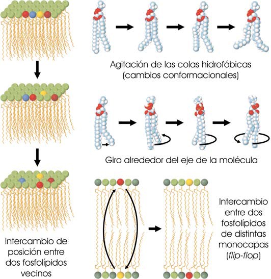 Movimientos de los fosfolípidos de membrana