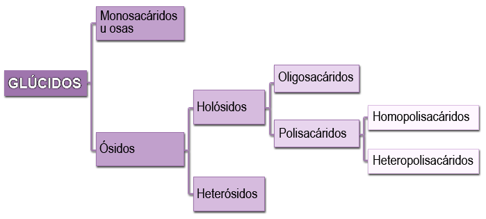 Clasificación de los glúcidos