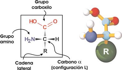 Fórmula general de un aminoácido