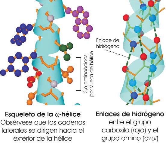 alfa-hélice