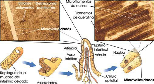 Vellosidades y microvellosidades del epitelio intestinal.