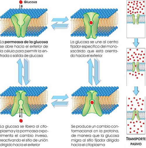 Transporte facilitado de glucosa