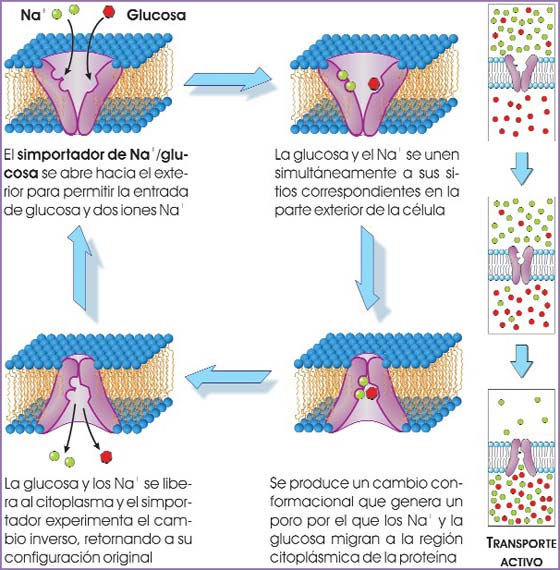 Simportador de Na+/glucosa