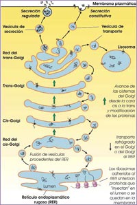 Vía secretora en el complejo de Golgi
