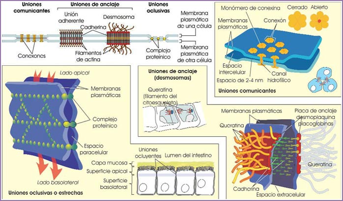 Uniones intercelulares: desmosomas, uniones oclusivas y comunicantes