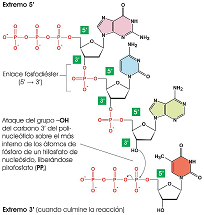 Unión de nucleótidos