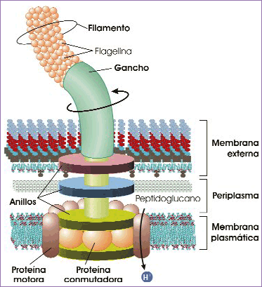 Flagelo bacteriano