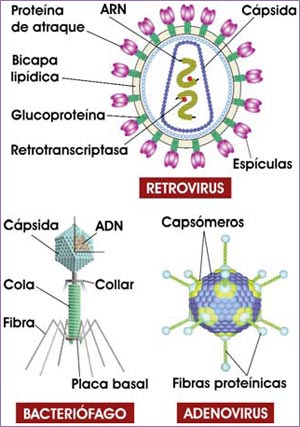 Algunos tipos de virus