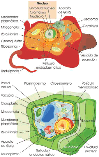 Célula animal y célula vegetal