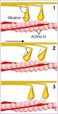 Actina y miosina