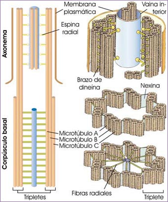 Undulipodio