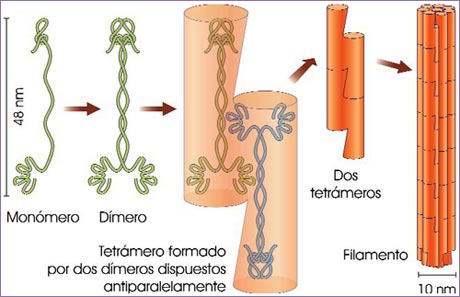 Filamentos intermedios