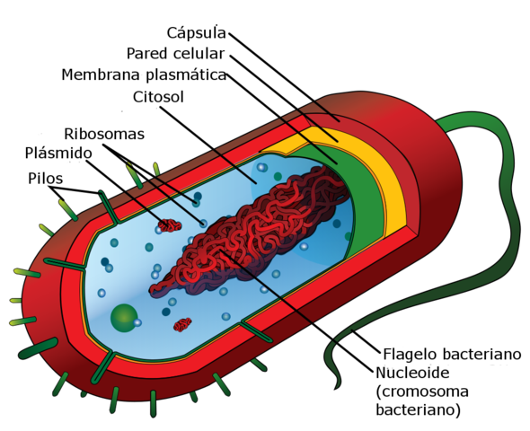 Estructura de una bacteria