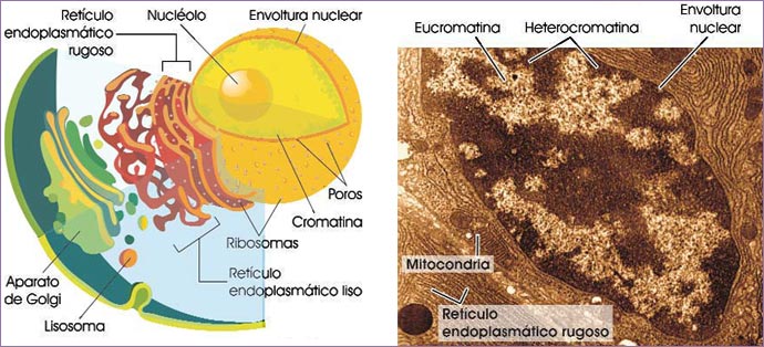 Núcleo celular