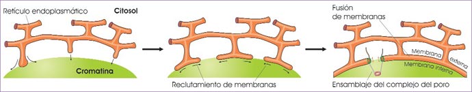 Formación de la envoltura nuclear