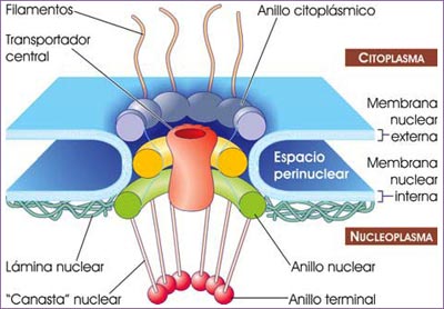 Complejo del poro nuclear