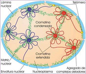 Nucleoesqueleto