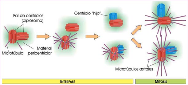 Duplicación del centrosoma