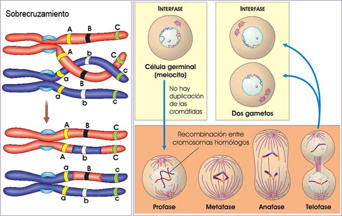 Sobrecruzamiento y meiosis