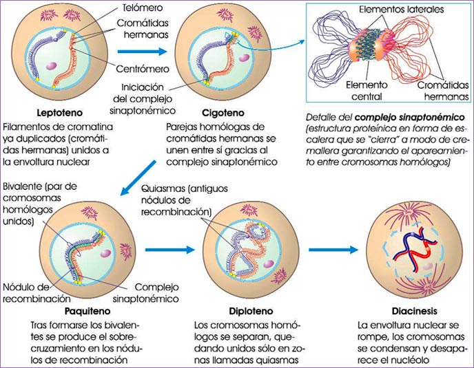 Profase I