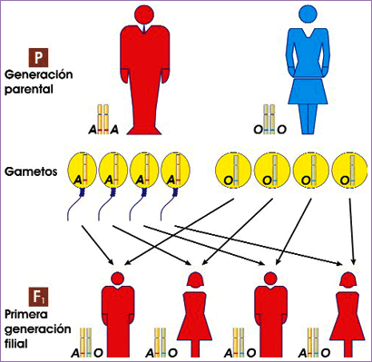 Primera ley de Mendel y sistema AB0