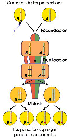 Separación de alelos en meiosis