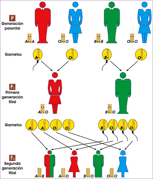 Segunda ley de Mendel y sistema AB0