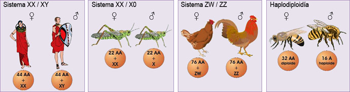 Determinación cromosómica del sexo