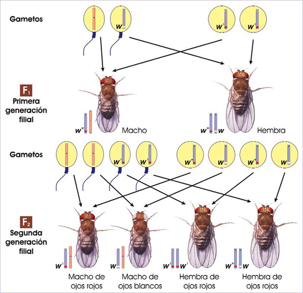 Ligamiento del gen "white" en Drosophila