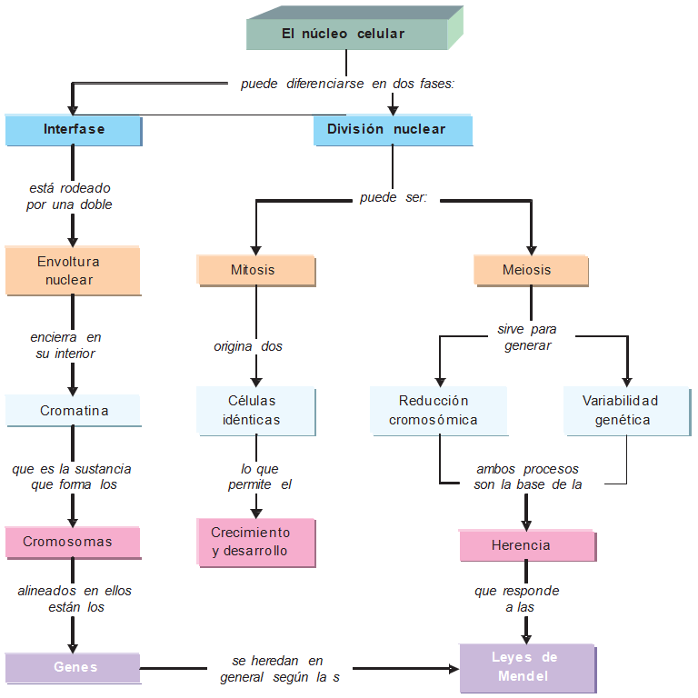 Mapa conceptual