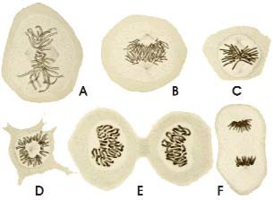 Dibujos mitosis