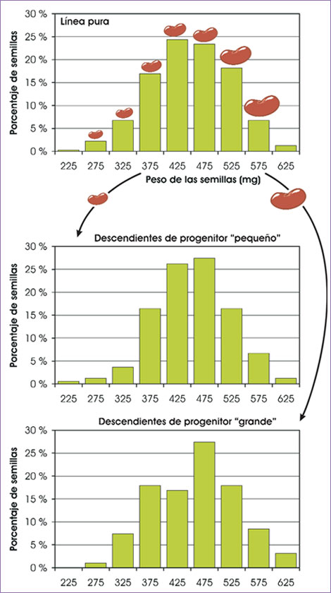 Experimento de Johannsen