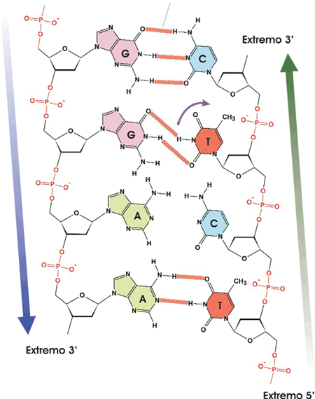 Complementariedad de bases en ADN