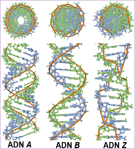 Formas del ADN