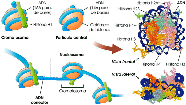 Nucleosoma